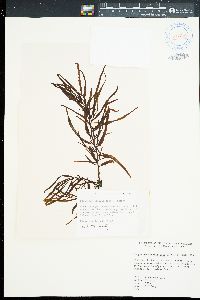 Sargassum obtusifolium image