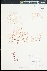 Gracilaria coronopifolia image