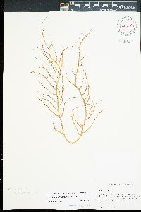 Gracilaria parvispora image