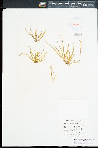 Petalonia tatewakii image