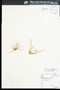 Petalonia tatewakii image