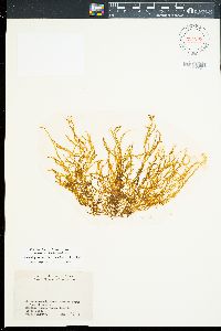 Rosenvingea orientalis image