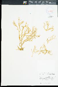 Rosenvingea orientalis image