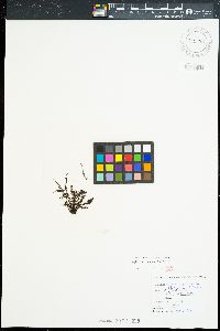 Polysiphonia hancockii image