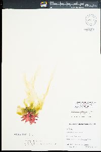 Drouetia coalescens image