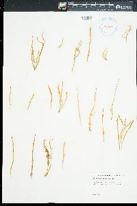 Helminthocladia simplex image