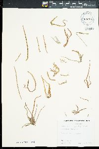 Helminthocladia simplex image