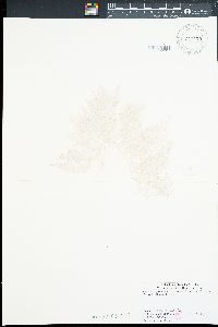 Ganonema yoshizakii image
