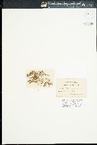 Neosiphonia ferulacea image