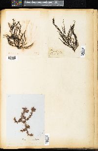 Rhodomela lycopodioides image