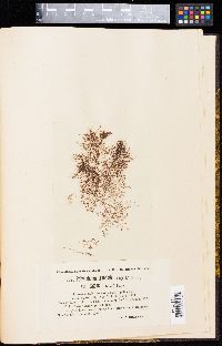 Polysiphonia urceolata image