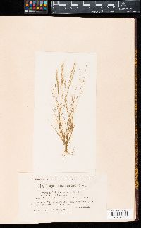 Oedogonium crenulatocostatum image