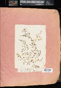Sargassum filipendula image