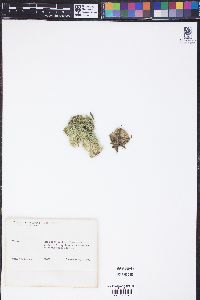 Cladophora crispata image