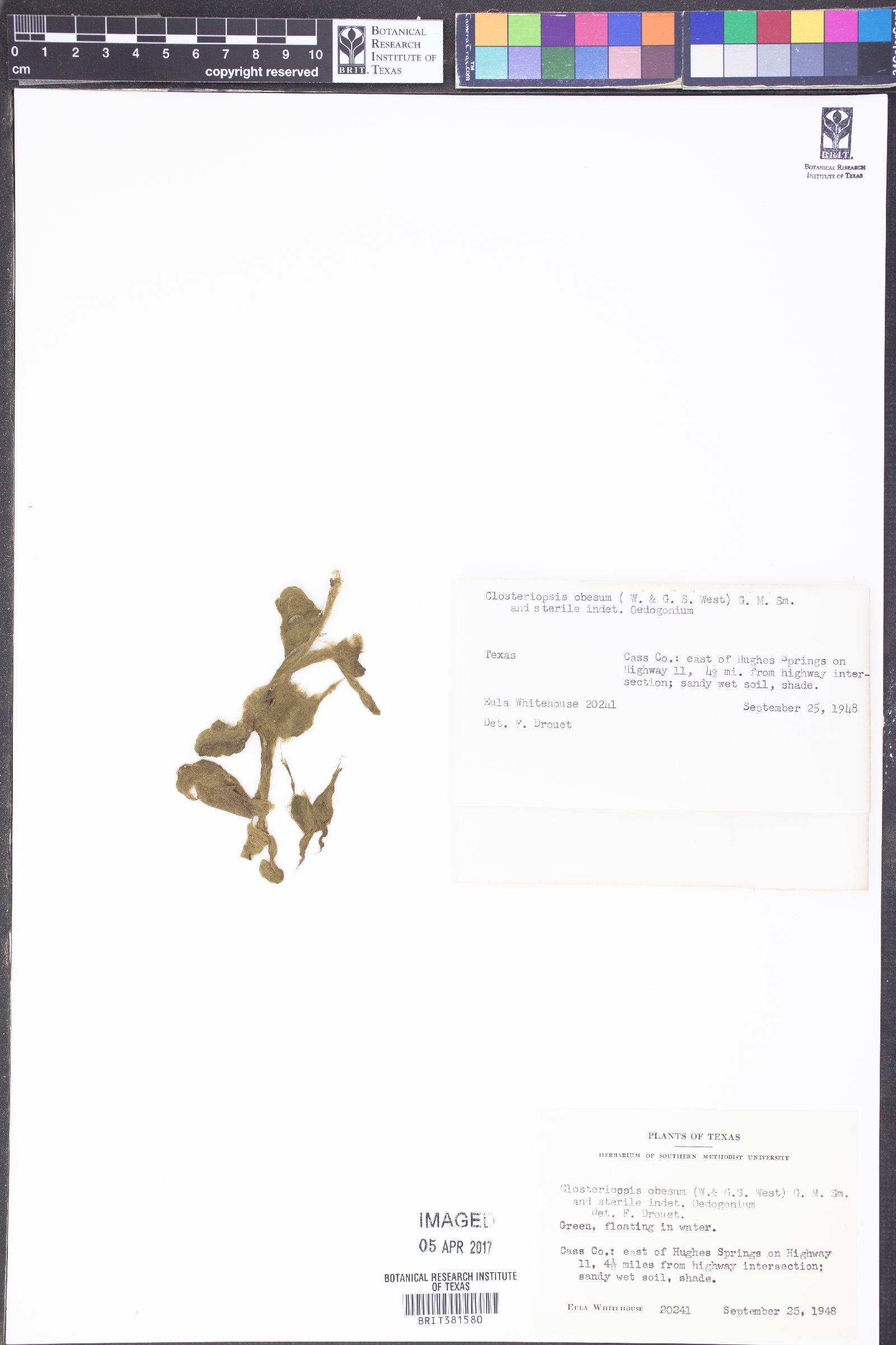 Closteriopsis longissima image