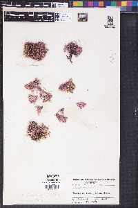 Arthrocardia flabellata image