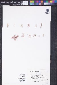 Amphiroa bowerbankii image