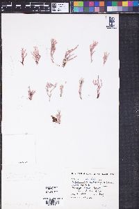 Amphiroa capensis image