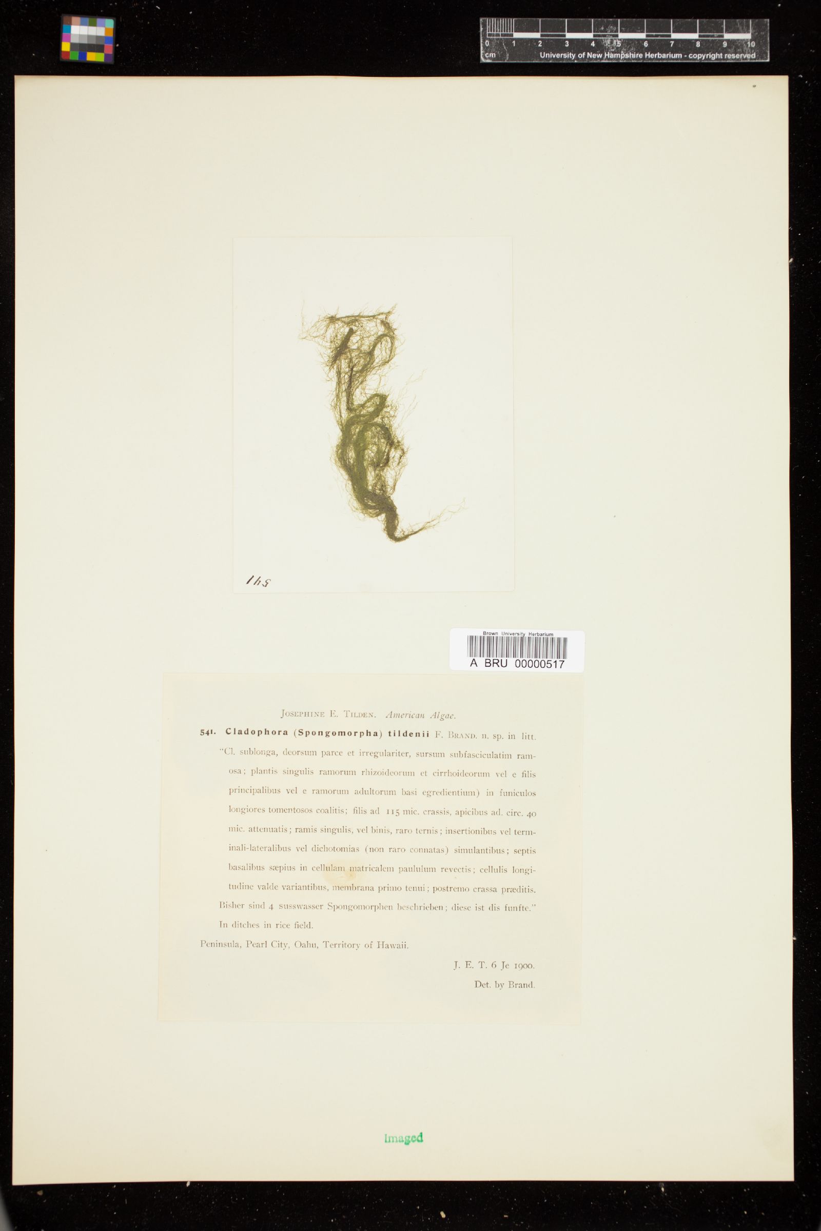 Cladophora tildenii image