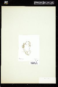 Cladophora pellucida image