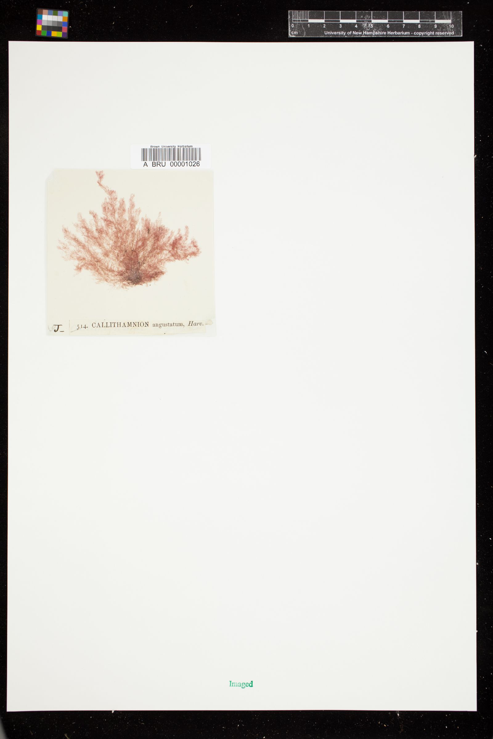 Hirsutithallia angustata image