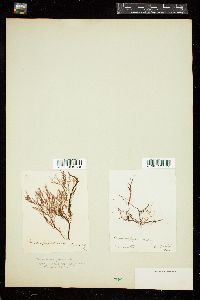 Cystoclonium purpureum image