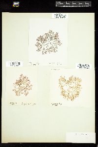 Dasya arbuscula image