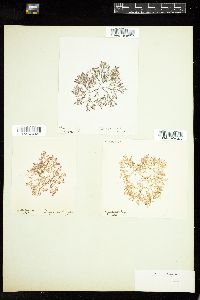 Dasya arbuscula image