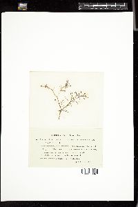 Image of Lomentaria ovalis