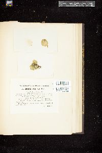 Cladophora lanosa image