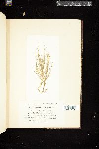 Oedogonium crenulatocostatum image