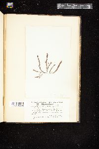 Dictyurus occidentalis image