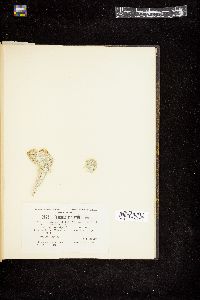 Penicillus pyriformis image