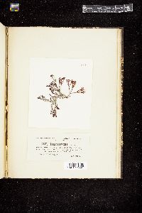 Laurencia cervicornis image