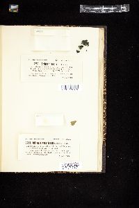 Spirulina breviaticulata image