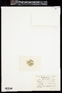 Spirogyra gracilis image