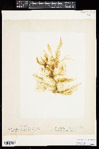 Ectocarpus siliculosus image