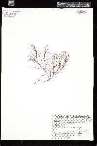 Agardhiella subulata image