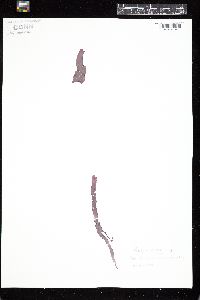 Porphyra dioica image