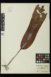 Pleurophycus gardneri image