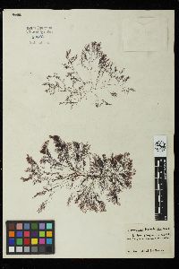 Polysiphonia bipinnata image