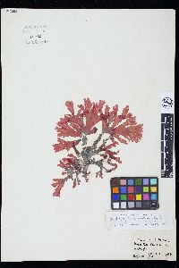 Callophyllis edentata image