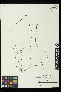 Gracilariophila oryzoides image