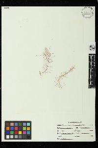 Bonnemaisonia californica image