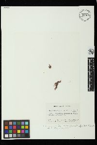 Antithamnionella spirographidis image