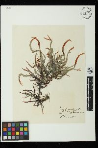 Grateloupia californica image