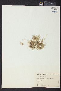 Bryopsis ramulosa image