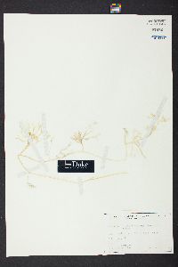 Caulerpa cupressoides var. flabellata image