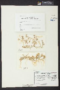 Caulerpa serrulata f. angusta image