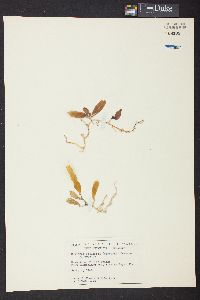 Caulerpa prolifera f. obovata image